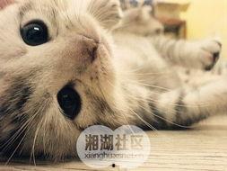 爱情像猫一样,爱情如猫般细腻流转