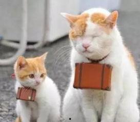 爱情像猫一样,爱情如猫般细腻流转