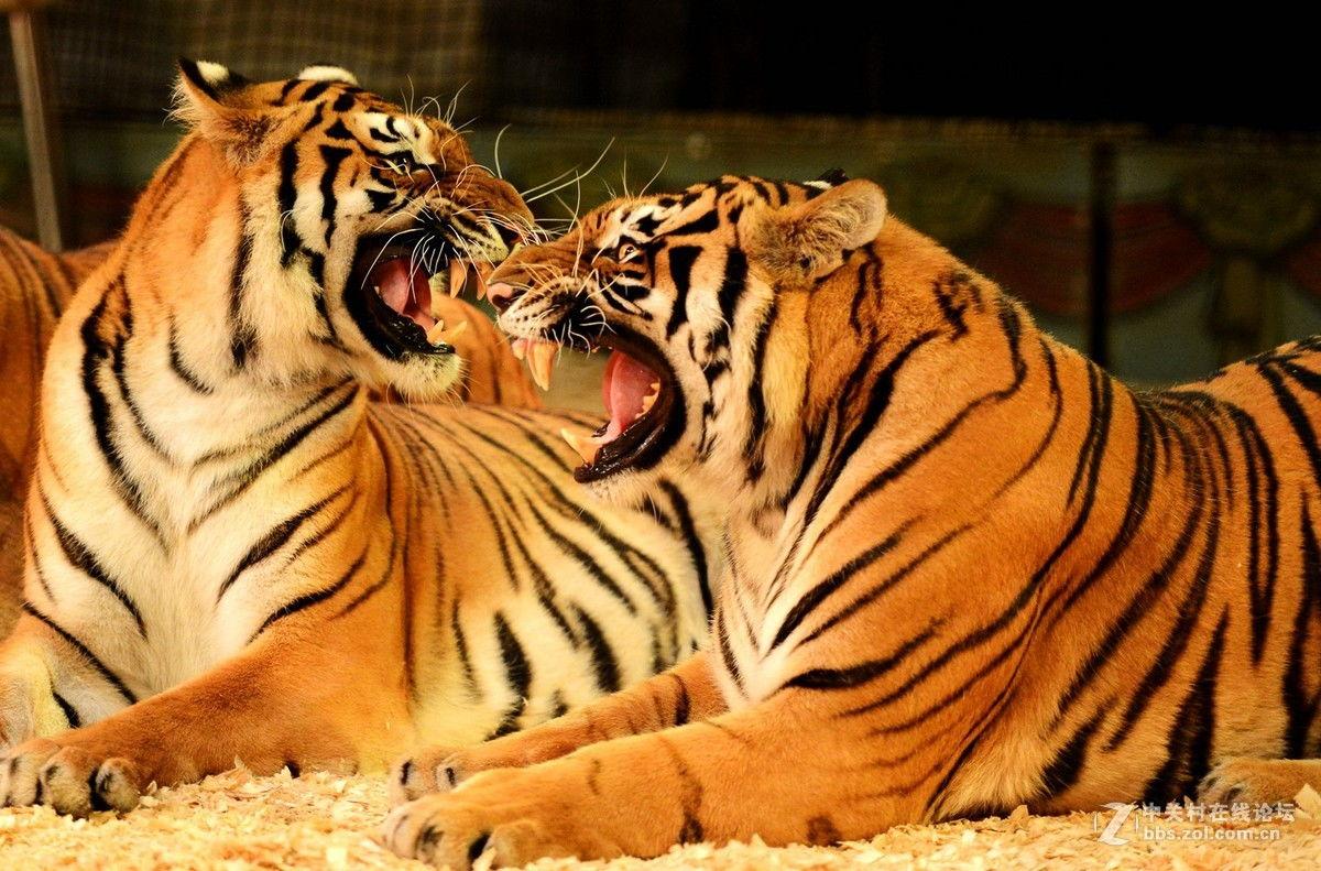 猛虎3,丛林霸主再起风云