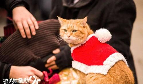 流浪猫鲍勃2：鲍勃的礼物（国语版）,鲍勃的礼物——温情续篇，爱心传递